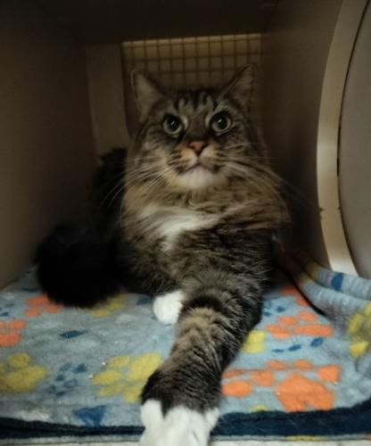 Mitzy, an adoptable Maine Coon in Parlier, CA