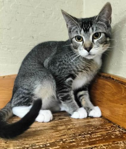 ALEXANDER - Tabby available for adoption
