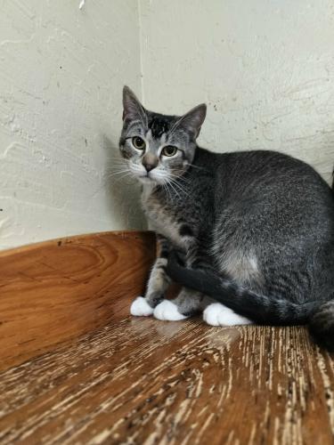 ALEXANDER - Tabby available for adoption