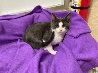 Buddy, an adoptable Domestic Short Hair in Parlier, CA