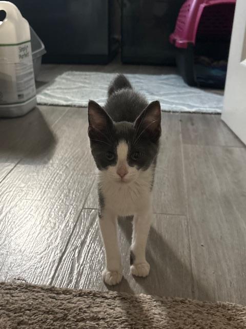 BUDDY - Domestic Short Hair available for adoption