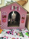 Buddy - Photo 3