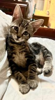 HALO - Tabby available for adoption