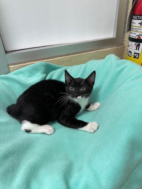 T-REX - Tuxedo available for adoption