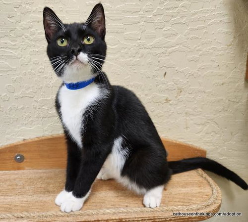 T-Rex, Young Tuxedo, cat for adoption in Porterville, California