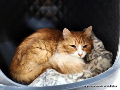 Benjamin, an adoptable Maine Coon in Parlier, CA