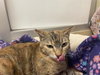 Bastet - Photo 2