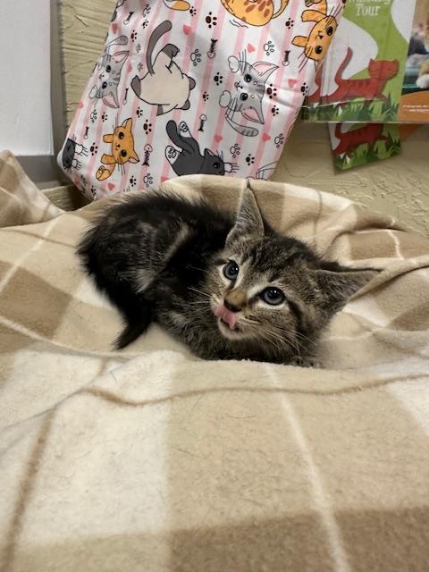 JASPER - Tabby available for adoption
