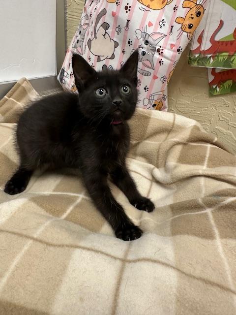 OBSIDIAN - Domestic Medium Hair available for adoption