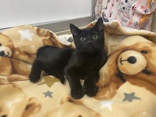 Onyx Image