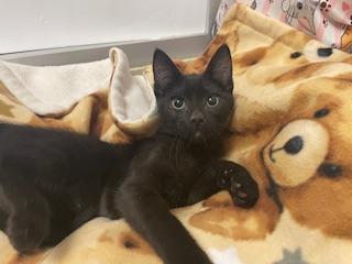 PEARL - Domestic Short Hair available for adoption