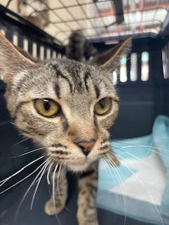 CELESTE - Tabby available for adoption