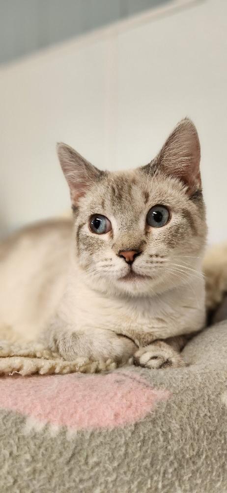 Cat 27519 (Jerry), Young Siamese / Mixed, cat for adoption in Porterville, California