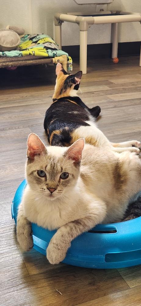 Cat 27519 (Jerry), Young Siamese / Mixed, cat for adoption in Clovis, California