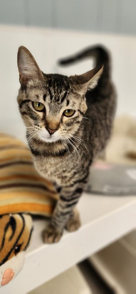 Cat 27541 (Karla), an adoptable Tabby in Parlier, CA