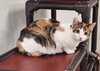 Cat 27078 (Winnie) - Photo 1