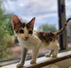 Cat 27078 (Winnie) - Photo 2
