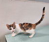 Cat 27078 (Winnie) - Photo 3