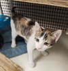 Cat 27078 (Winnie) - Photo 4
