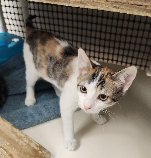 Cat 27078 (Winnie)