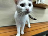 SnowPea - Photo 2