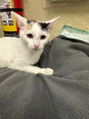 SnowPea - Photo 3