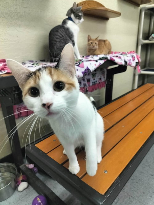 SUNFLOWER - Calico available for adoption