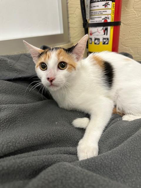 SUNFLOWER - Calico available for adoption