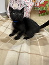 Onyx - Photo 2