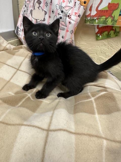 ONYX - Domestic Short Hair available for adoption