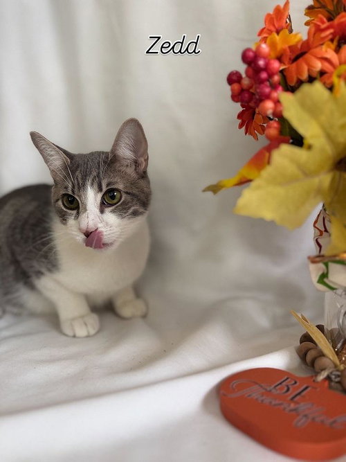 ZEDD - Domestic Short Hair available for adoption