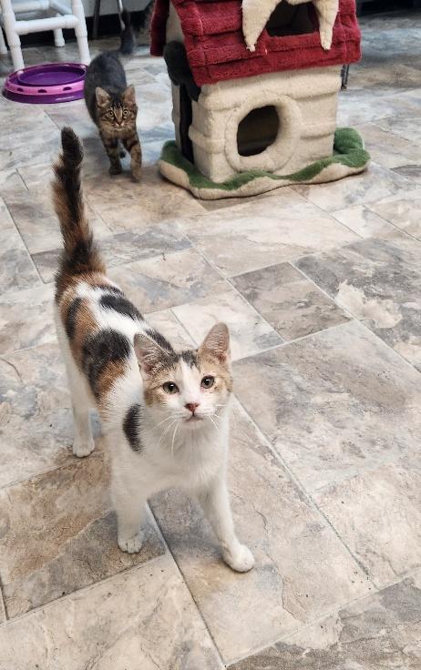 Cat 27509 (Charm), an adoptable Dilute Calico in Parlier, CA