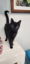 Cat 27521 (Jackson) - Photo 1