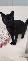 Cat 27521 (Jackson) - Photo 2