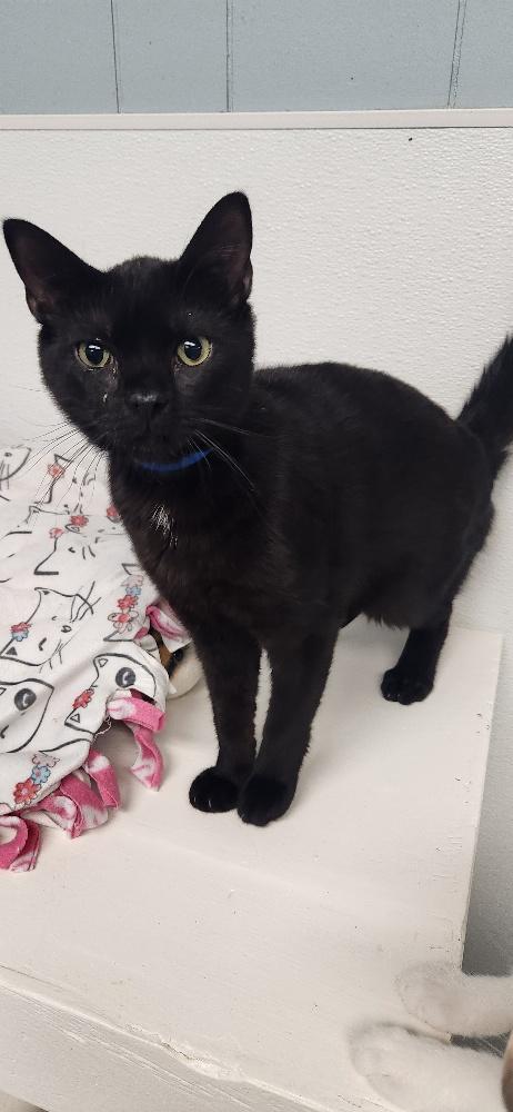 CAT 27521 (JACKSON) - Domestic Short Hair available for adoption