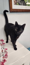Cat 27521 (Jackson) - Photo 3
