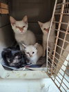 Cat 27521 (Jackson) - Photo 4