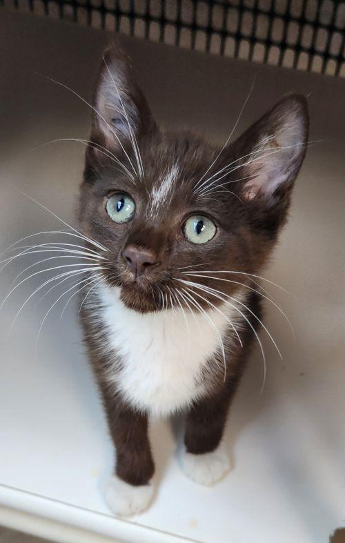 Kitten 27932 (Hershey) Image