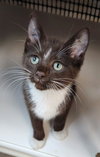 Kitten 27932 (Hershey) - Photo 1