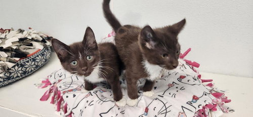 KITTEN 27932 (HERSHEY) - Burmese / Havana available for adoption