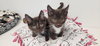 Kitten 27932 (Hershey) - Photo 3