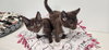 Kitten 27933 (Reeses) - Photo 3