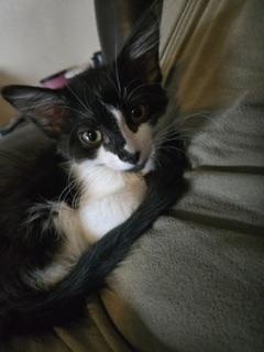 Luxury, an adoptable Maine Coon in Parlier, CA