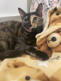 Sable, Young Tortoiseshell, cat for adoption in Porterville, California