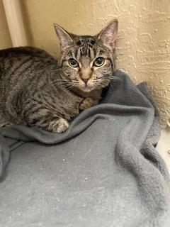 Leafeon, an adoptable Tabby in Parlier, CA