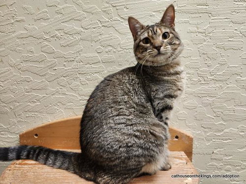 Octavia, Young Tabby, cat for adoption in Porterville, California