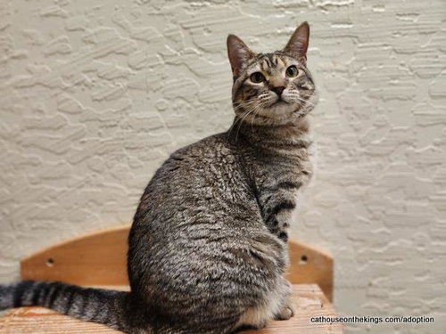 Octavia photo 2