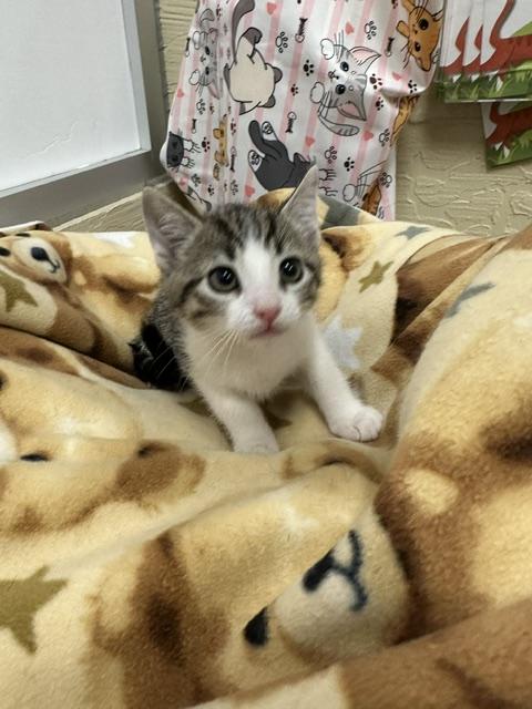 Alaya, Baby Tabby, cat for adoption in Porterville, California