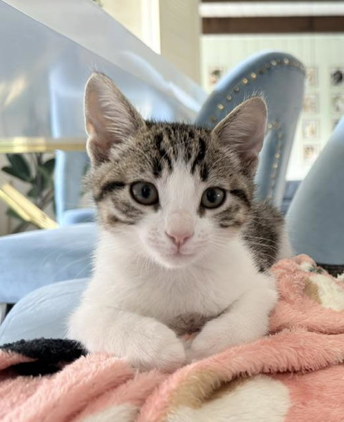 Alaya, Baby Tabby, cat for adoption in Porterville, California