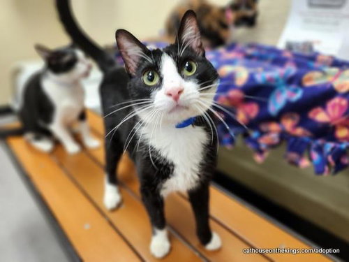 Billy Bob, Young Domestic Short Hair, cat for adoption in Porterville, California